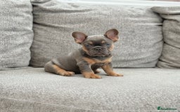 French Bulldog dogs for sale: Kc Registered Quality fluffy Isabella pink 🌟 - Image 2