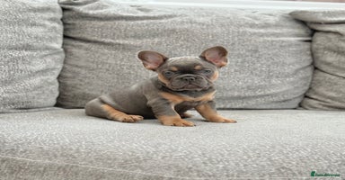 French Bulldog dogs - Advert 2