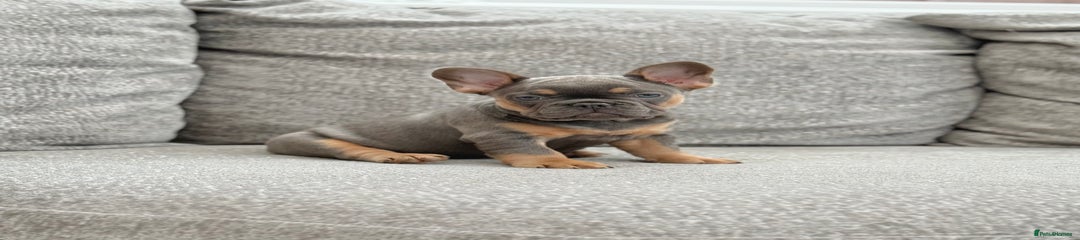French Bulldog Puppy 2