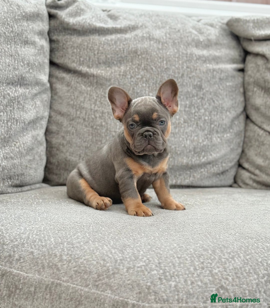 French Bulldog dogs for sale: Kc Registered Quality fluffy Isabella pink 🌟 - Image 2