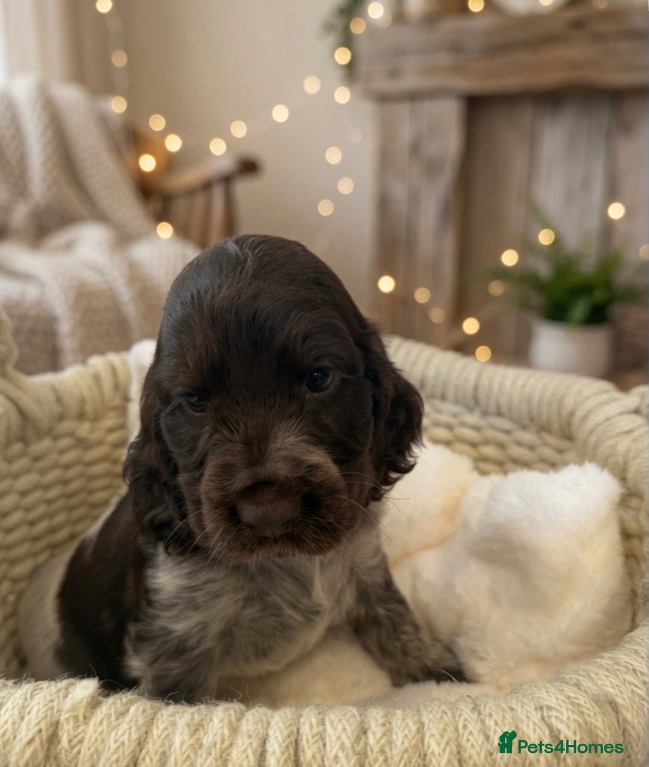 Cocker Spaniel dogs Amazing KC registered Show cocker spaniels - Advert 2