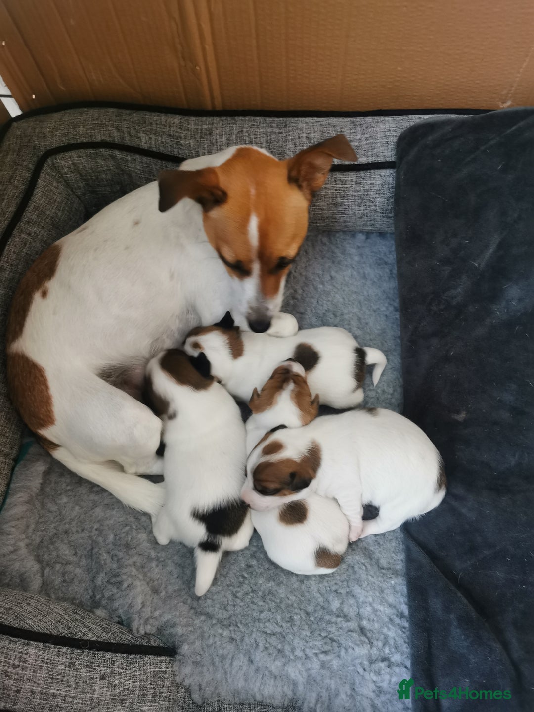 Jack Russell dogs for sale: Jack russell - Advert 2