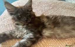 Maine Coon cats for sale: Stunning Black Smoke TiCA kittens  - Image 38