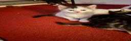 Mixed Breed cats for sale: 5 boys and 2 girls looking for new homes  - Advert 6