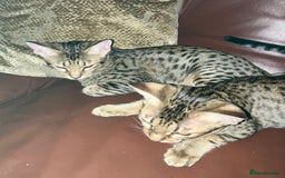 Ocicat cats for sale: Beautiful Ocicat Kittens Available Full Pedigree in Epping - Image 2
