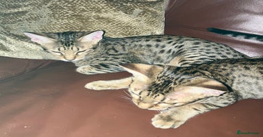 Ocicat cats in Epping - Advert 2
