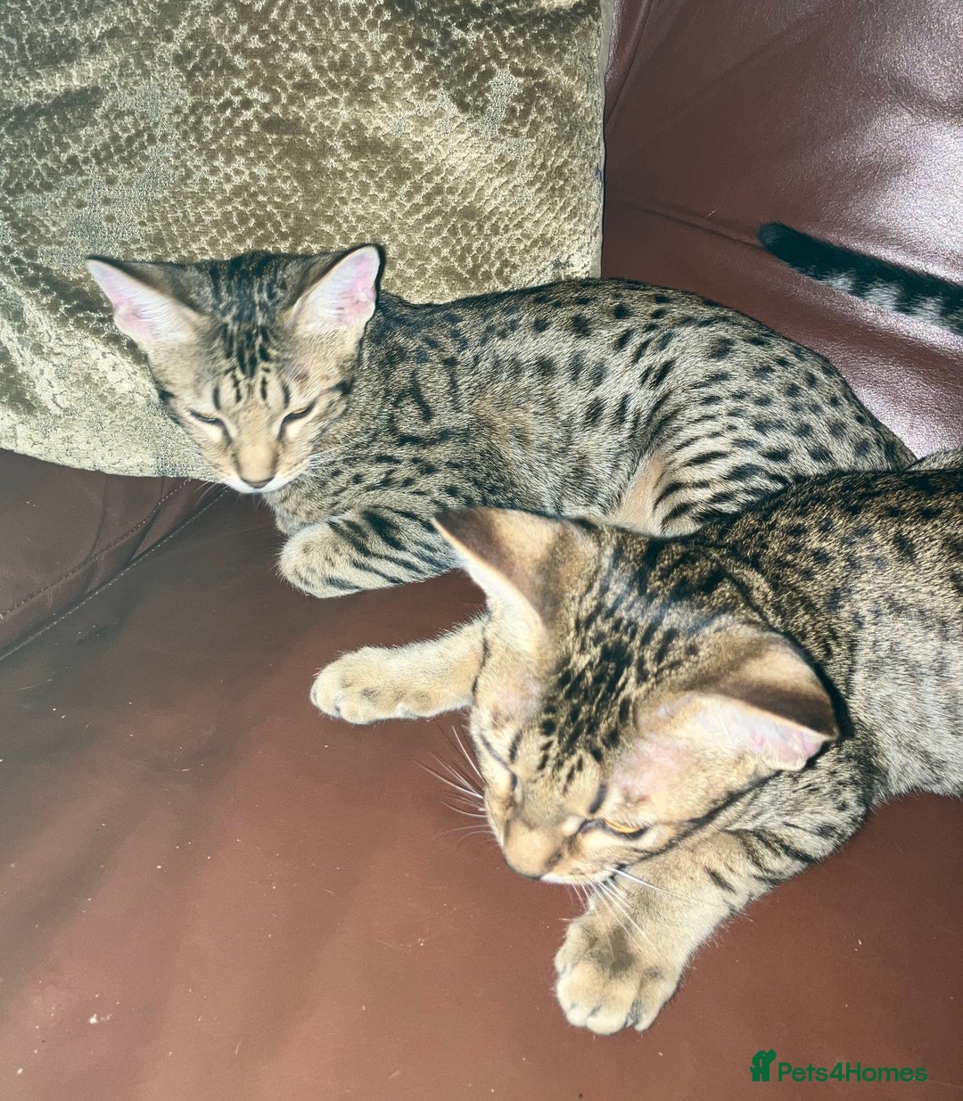 Ocicat cats for sale: Beautiful Ocicat Kittens Available Full Pedigree in Epping - Image 2