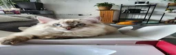 Ragdoll cats for sale: Stunning, Clever & Vocal Male Ragdoll Lynx Kitten - Advert 18