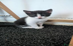 Mixed Breed cats for sale: 2 female kittens  - Image 7