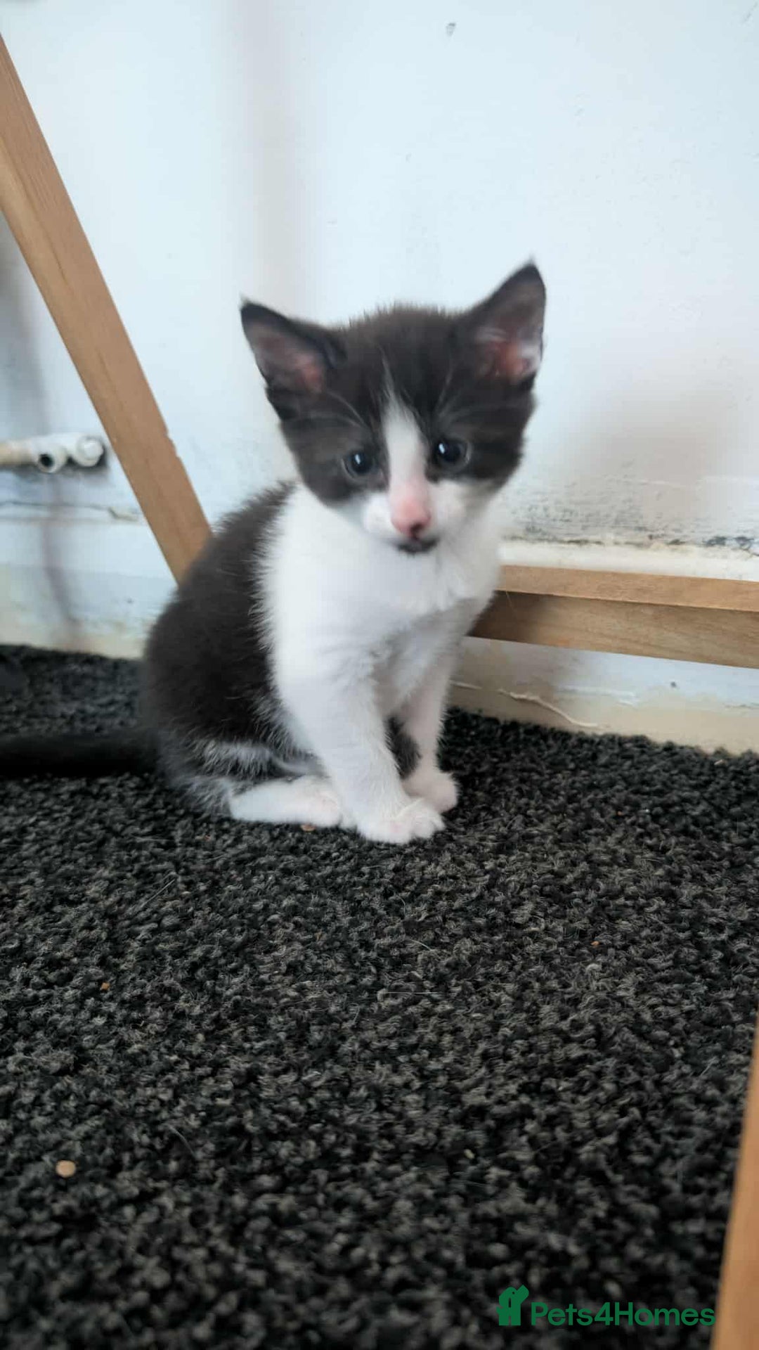 Mixed Breed cats for sale: 2 female kittens  - Image 7