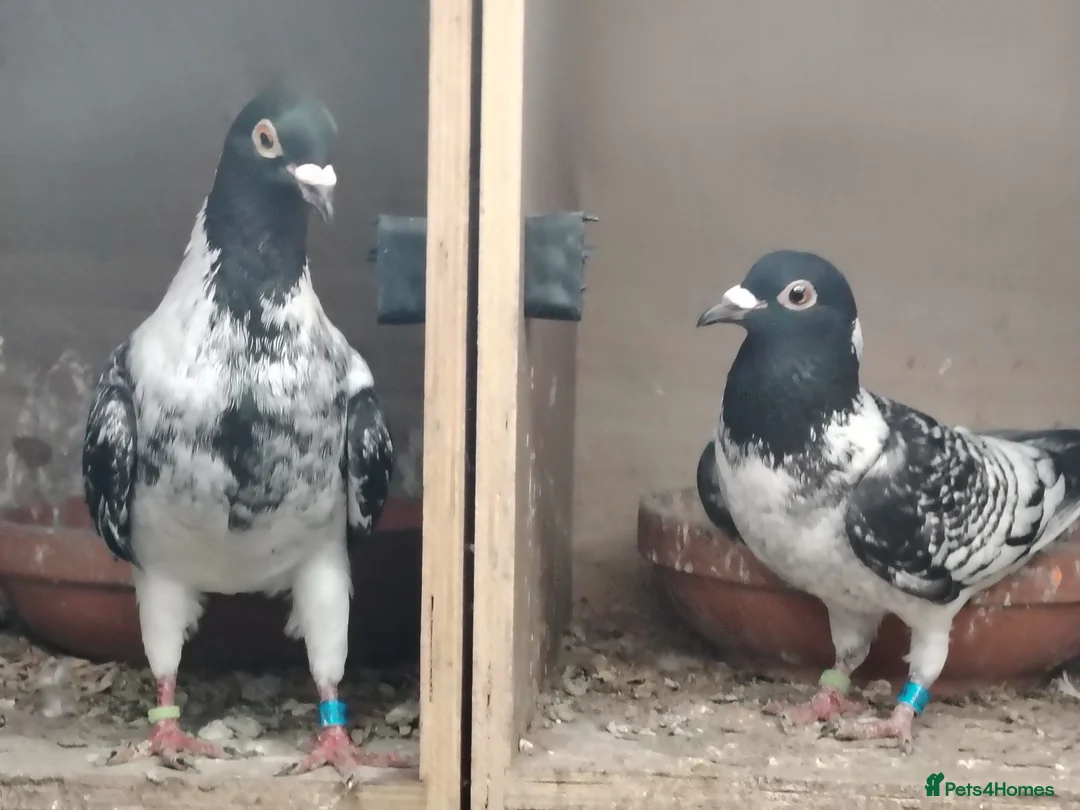 Pigeons birds for sale: Pencil racing pigeon  - Advert 4