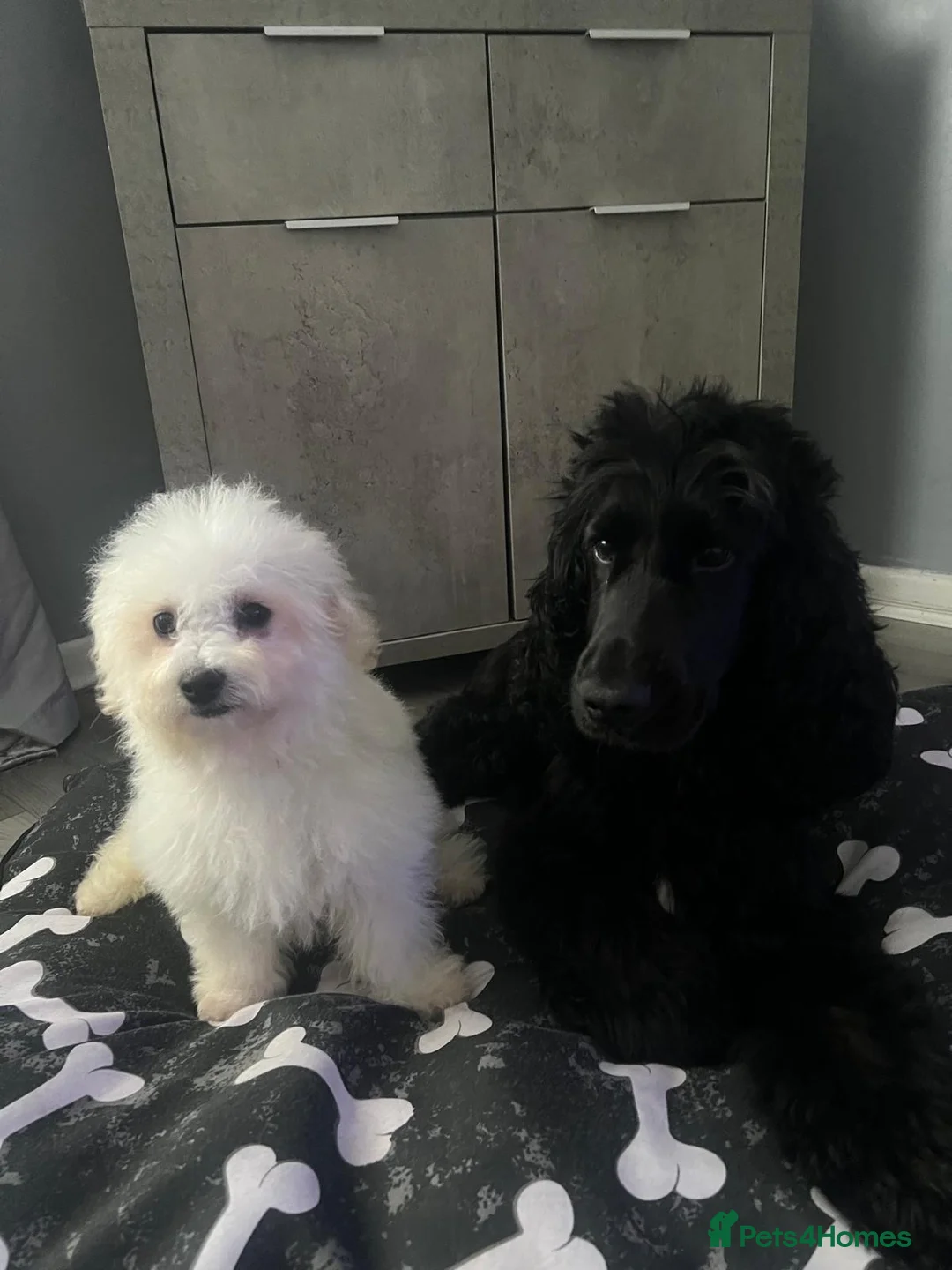 Bichon Frise dogs for sale: Buddy the bichon💙 in Runcorn - Advert 2