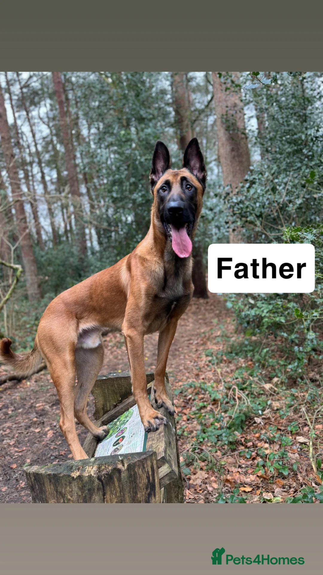 Mixed Breed dogs for sale: Dutch Shepard x Belgian malinois puppies - Advert 11