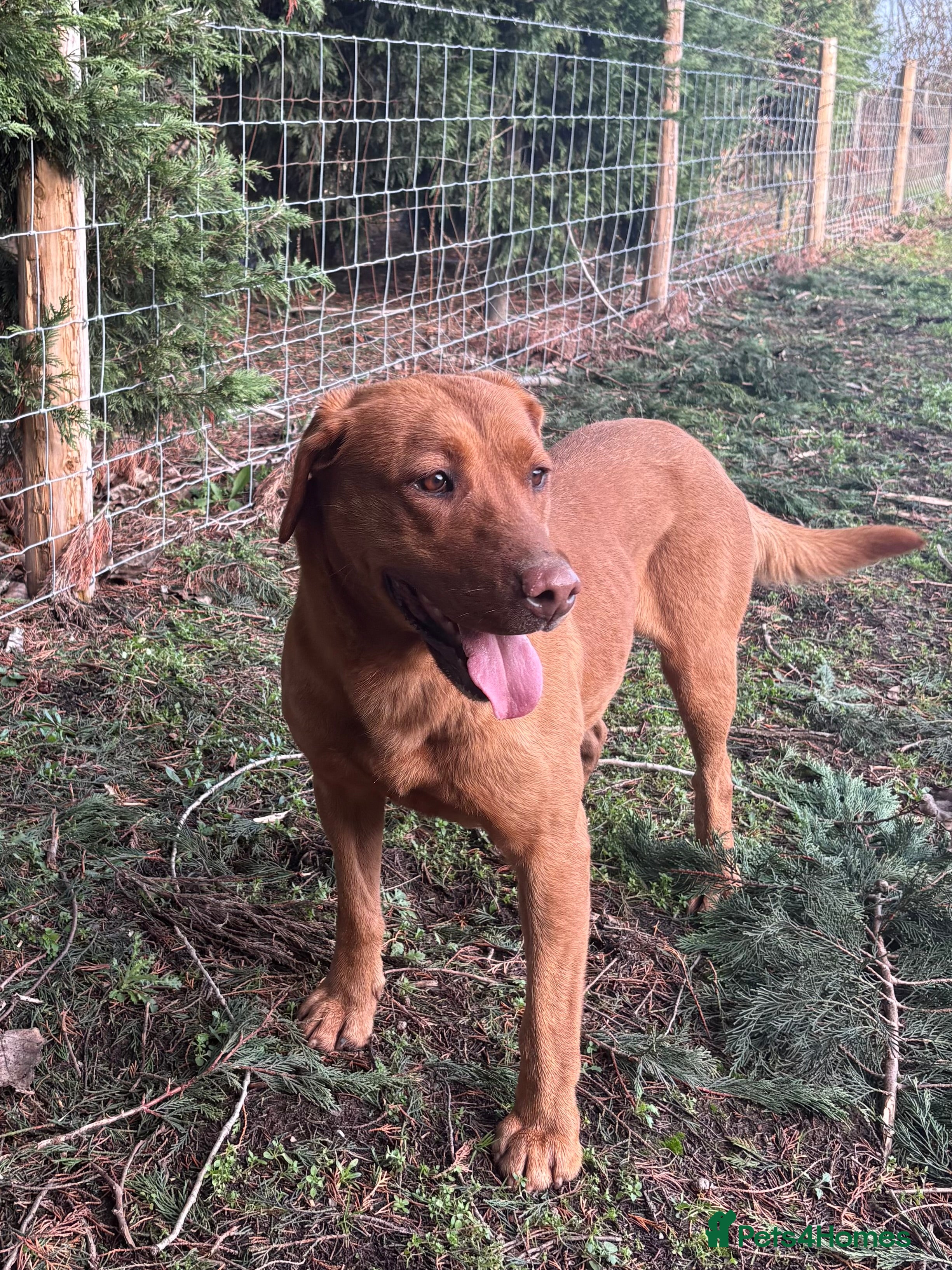 Labrador Retriever dogs Retiring Fox Red Bitch - Advert 1