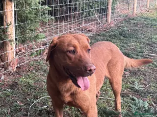 Labrador Retriever dogs Retiring Fox Red Bitch - Advert 1