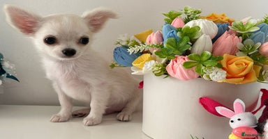 Chihuahua dogs - Advert 2