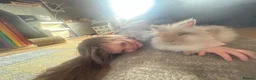Lionhead rabbits for sale: Rabbit looking for new forever home  - Advert 4