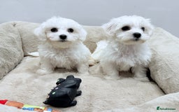 Maltese dogs for sale: Maltese puppies for sale 🐶 - Image 7