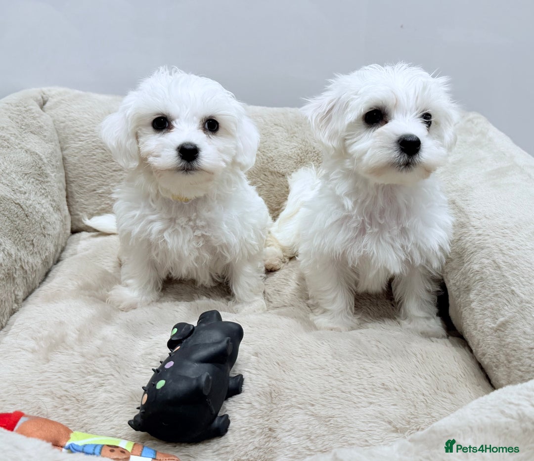 Maltese dogs for sale: Maltese puppies for sale 🐶 - Image 7