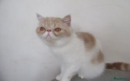 Exotic cats for sale: 2 Beautiful Male Exotics READY NOW - Image 5