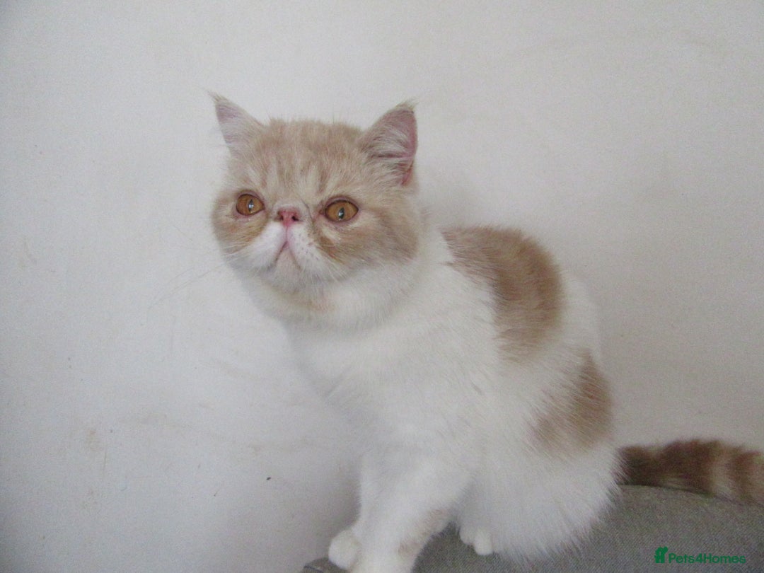 Exotic cats for sale: 2 Beautiful Male Exotics READY NOW - Image 5
