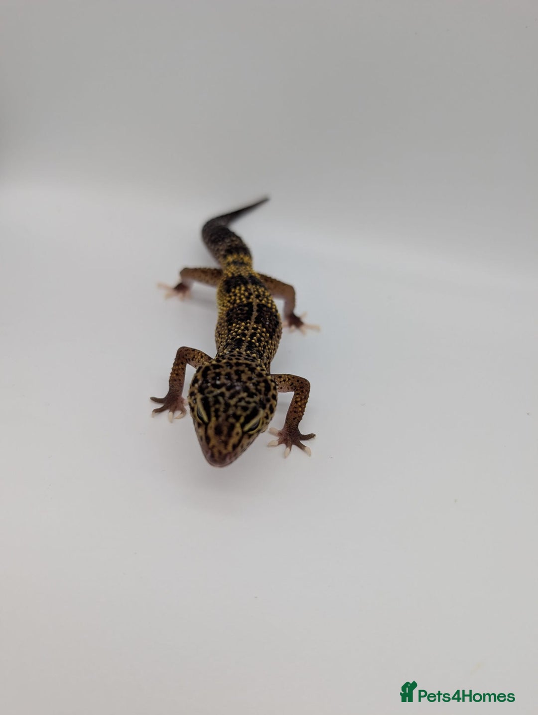 Leopard Gecko reptiles for sale: Black Night Cross Leopard Gecko  - Advert 10