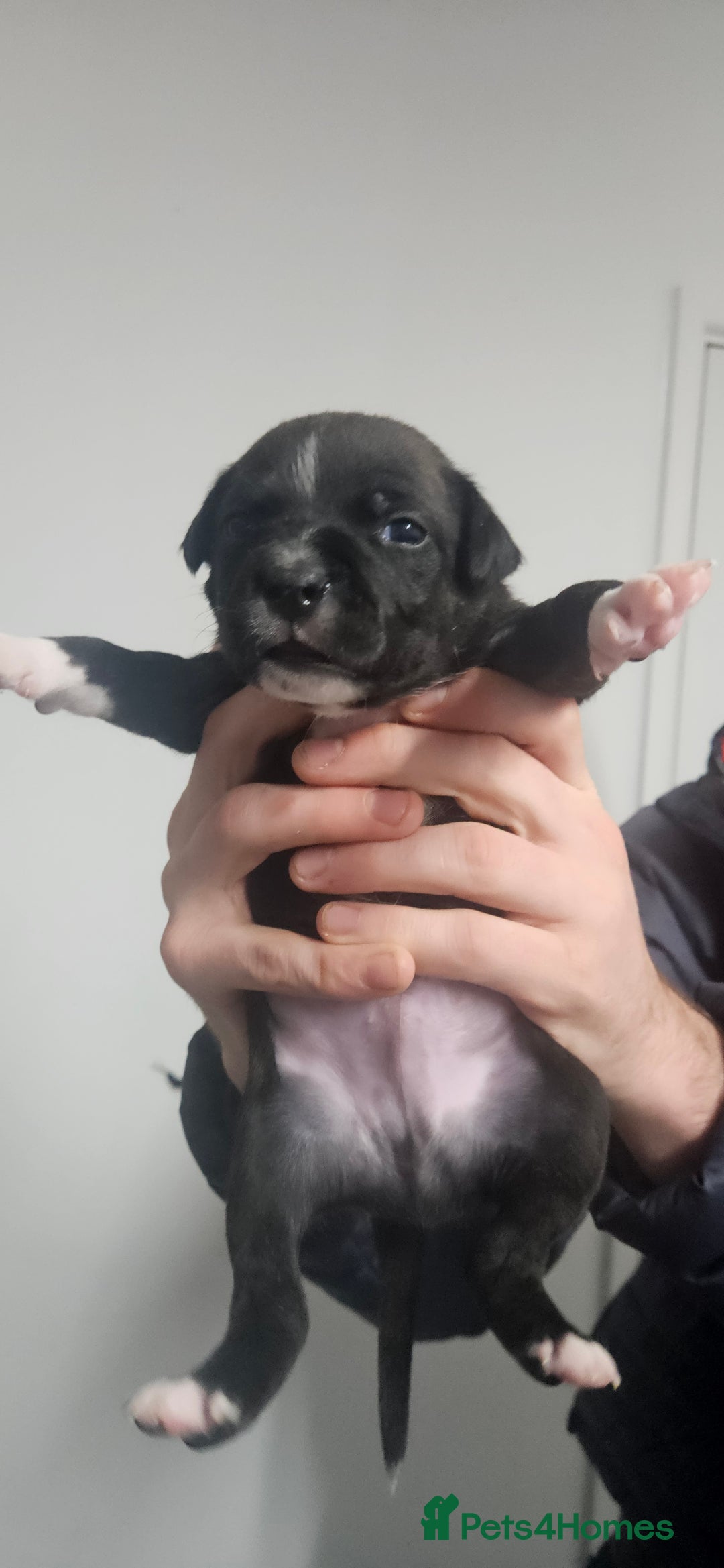 Mixed Breed dogs for sale: Mix Staffy puppies  - Image 19