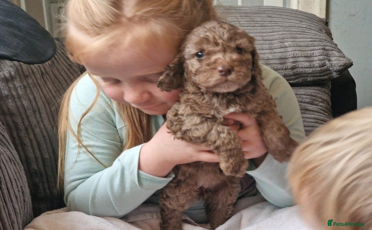 Cockapoo dogs - Advert 9