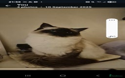 Ragdoll cats for sale: Pure Breed Ragdoll Kittens  - Advert 1