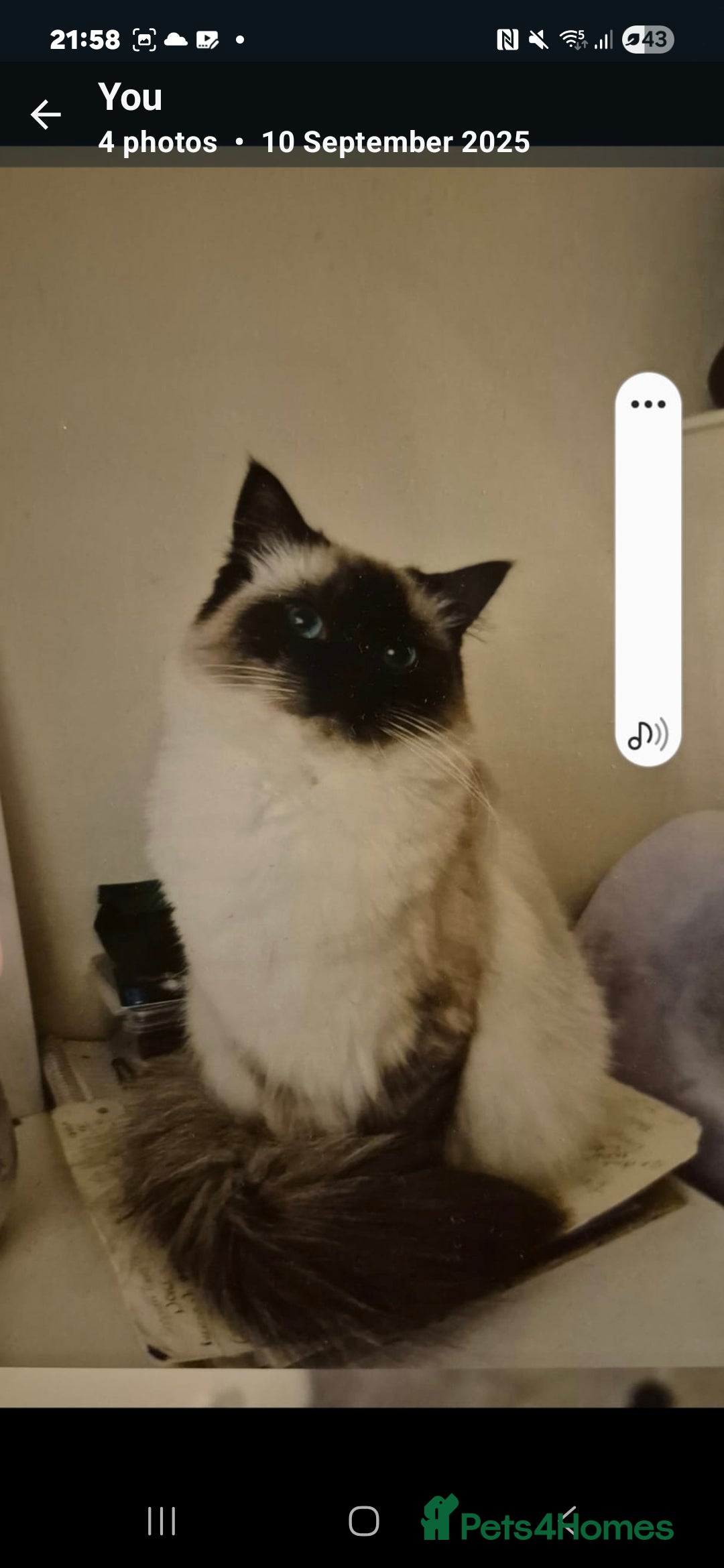 Ragdoll cats for sale: Pure Breed Ragdoll Kittens  - Advert 1