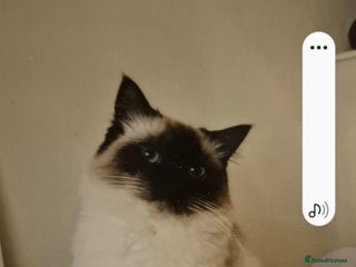 Ragdoll cats for sale: Pure Breed Ragdoll Kittens - Advert 1