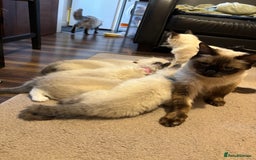 Ragdoll cats for sale: Pure Fluffy Ragdoll kittens - Image 2