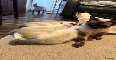 Ragdoll cats - Advert 11