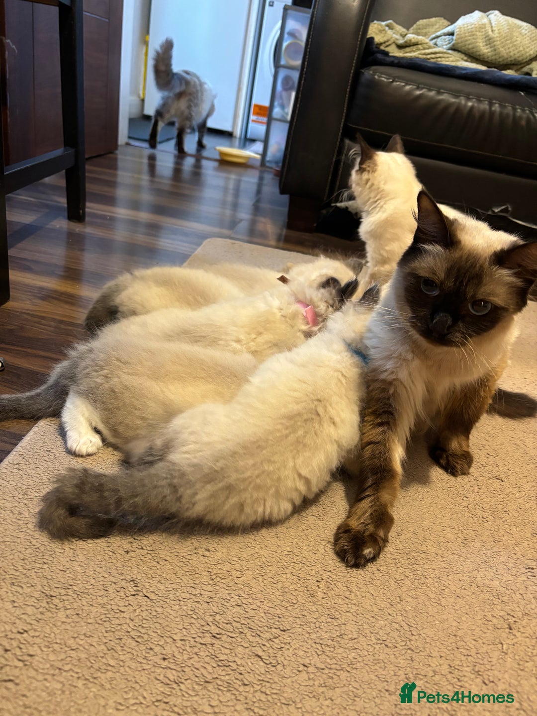Ragdoll cats for sale: Pure Fluffy Ragdoll kittens - Image 2