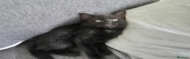 Mixed Breed Kitten 6