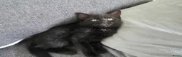 Mixed Breed cats for sale: Tabby kittens  - Advert 7