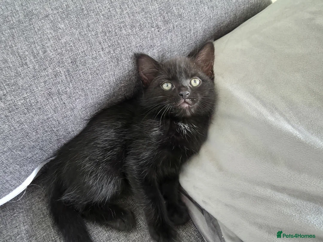 Mixed Breed cats for sale: Tabby kittens  - Advert 7