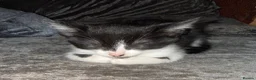 Mixed Breed cats for sale: Two beautiful kittens looking for forever home - Advert 3