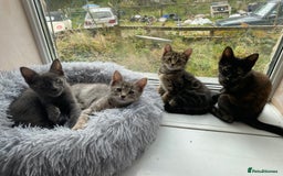 Maine Coon cats for sale: Beautiful Maine Coon X kittens  - Image 1