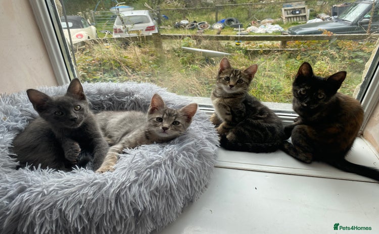 Maine Coon cats - Advert 2