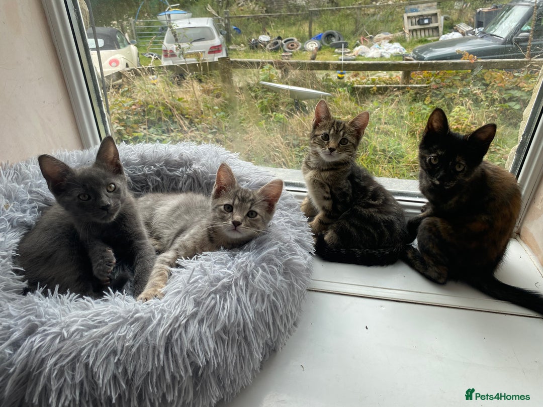 Maine Coon cats for sale: Beautiful Maine Coon X kittens  - Image 1