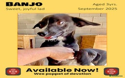 Mixed Breed dogs for adoption: Banjo, 1 yr approx. Available for adoption. - Image 2