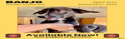 Mixed Breed dogs for adoption: Banjo, 1 yr approx. Available for adoption. - Advert 2