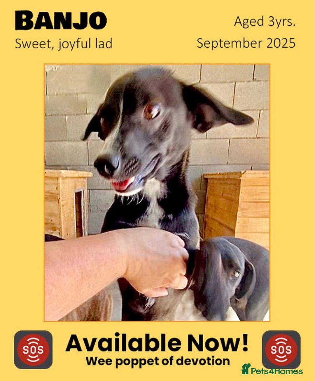 Mixed Breed dogs for adoption: Banjo, 1 yr approx. Available for adoption. - Image 2