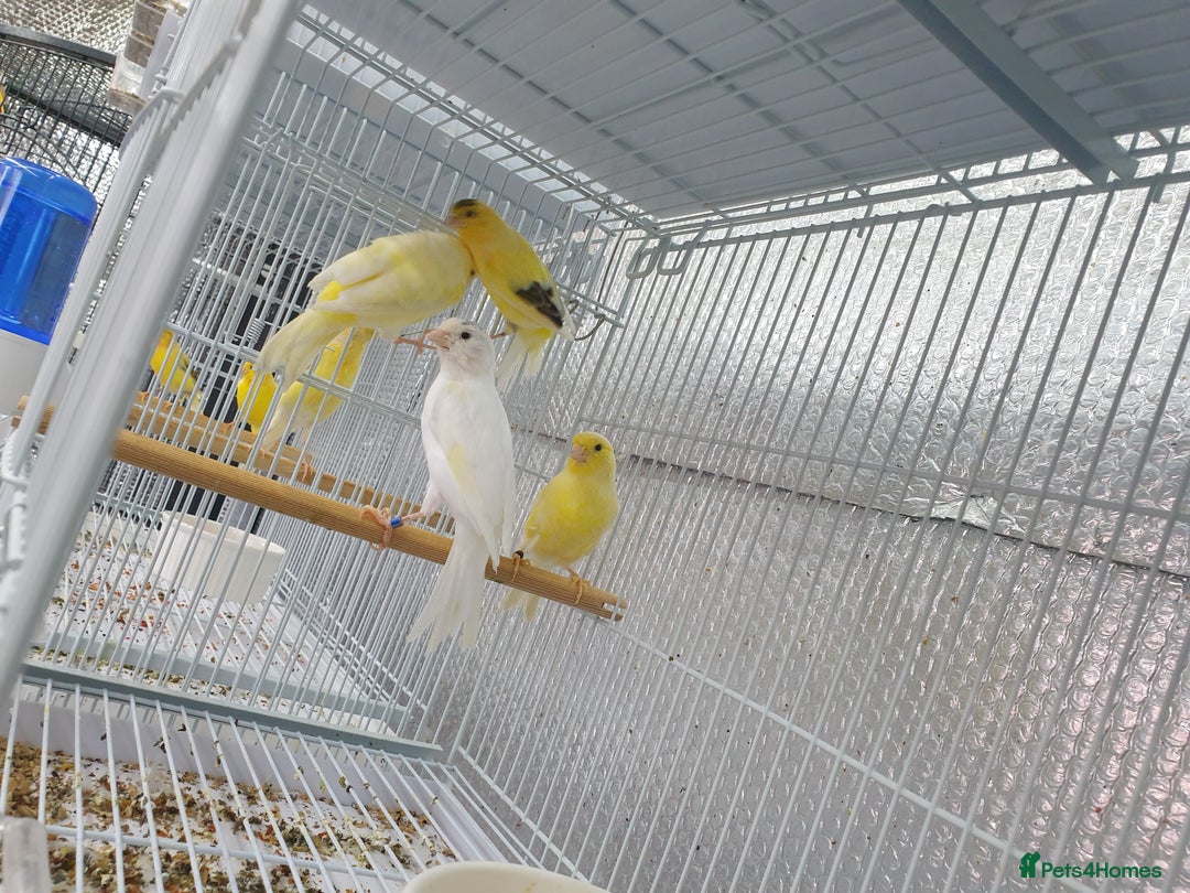 Canaries birds for sale: Canary for sale  - Image 11