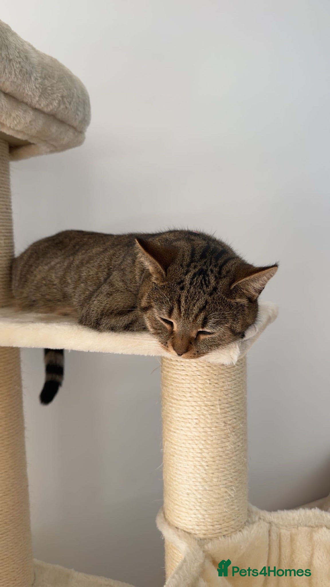 British Shorthair cats 1yr old Female BSH  - Advert 1