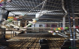 Budgerigars birds for sale: Female budgies for sale with Cage  - Image 3