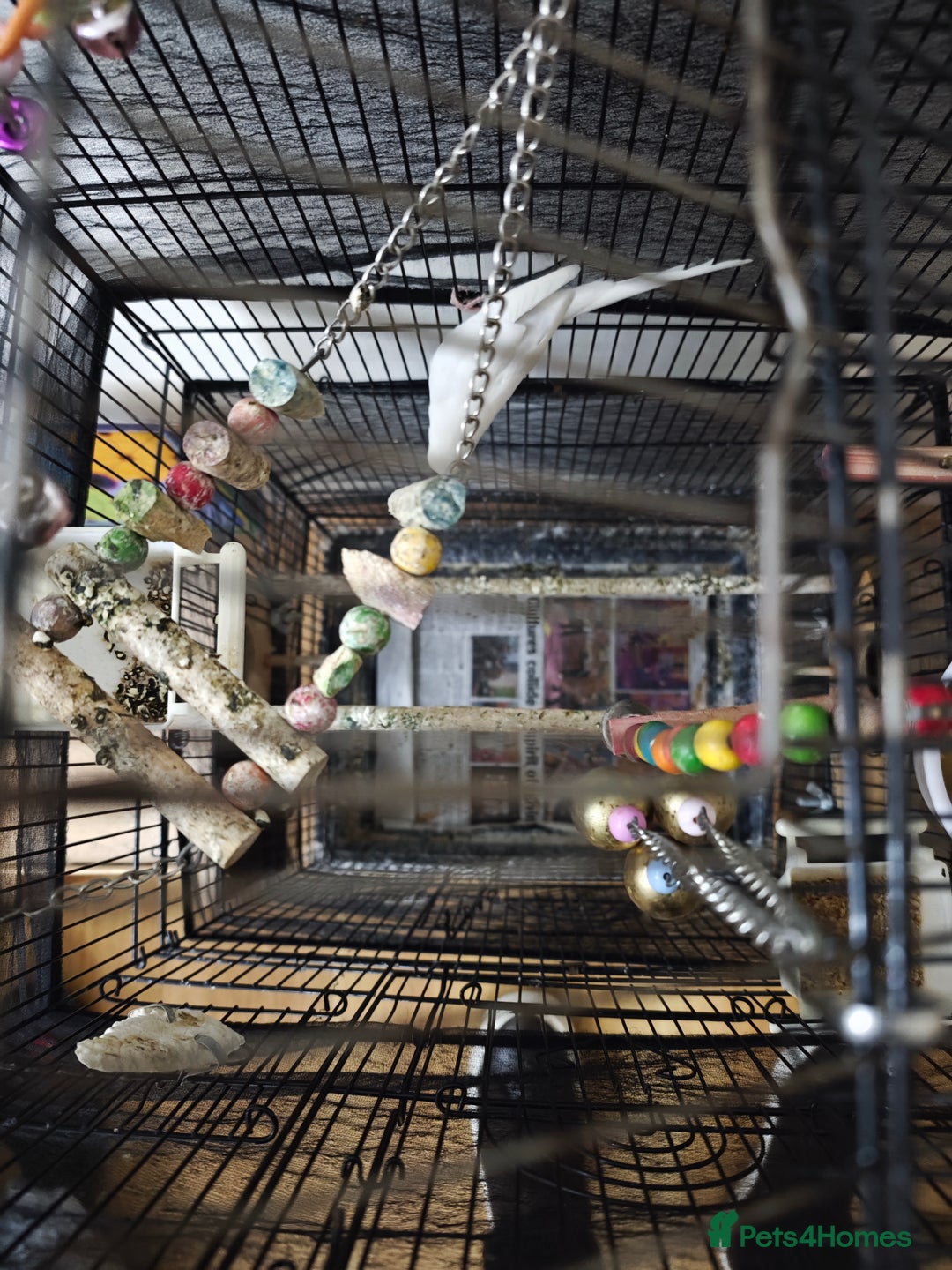 Budgerigars birds for sale: Female budgies for sale with Cage  - Image 3