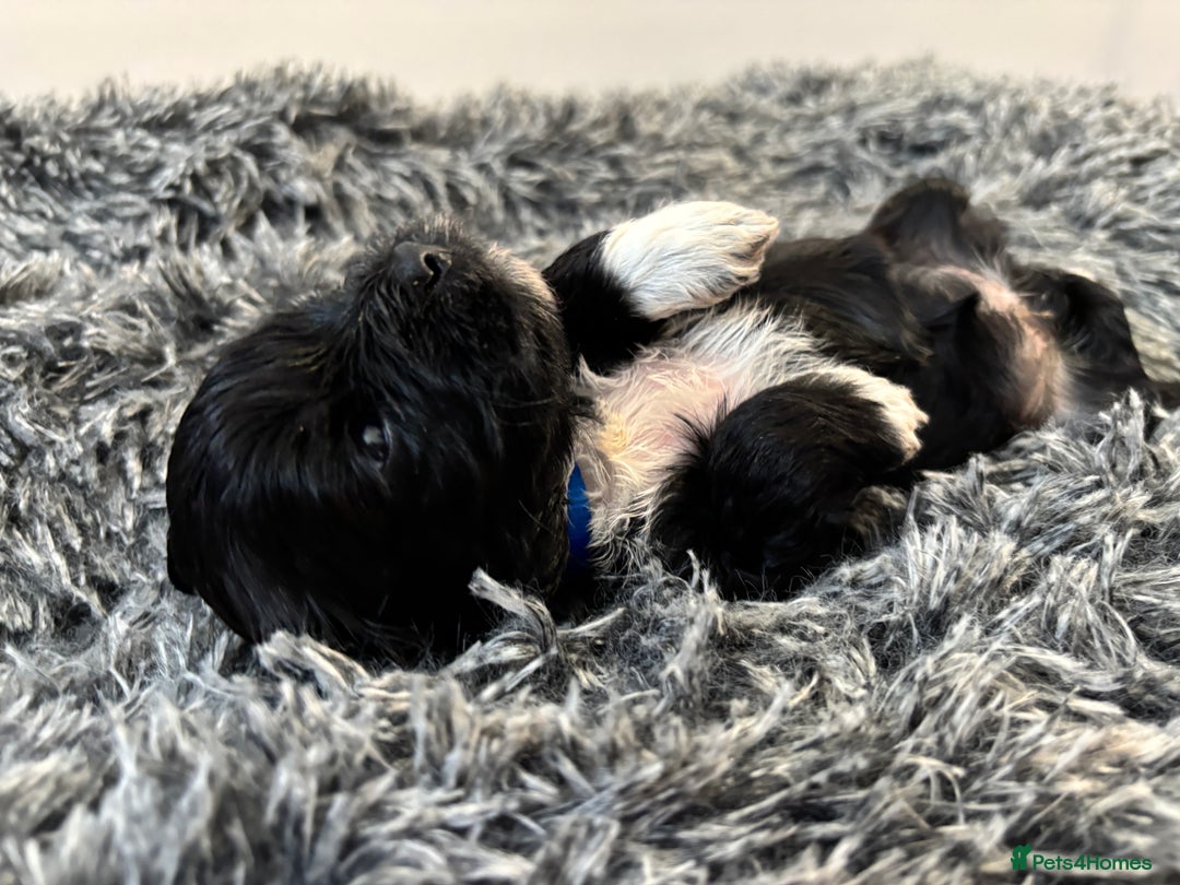 Mixed Breed dogs for sale: Beautiful Sproodle x Lhasa Apso Puppies - Advert 16