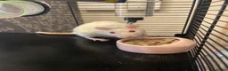 Rat rodents for sale: 4 albino fancy rats in Barnstaple - Advert 7
